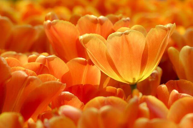 オレンジの花やオレンジの画像